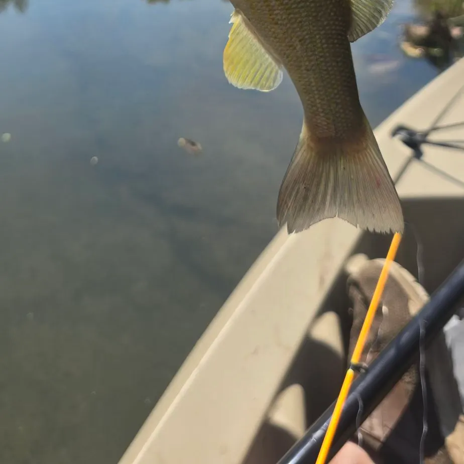 Smallmouth bass caught on Fishbrain