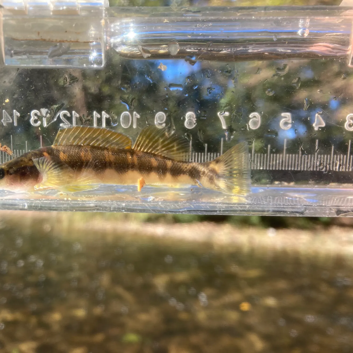 The most recent Bronze darter catches on Fishbrain