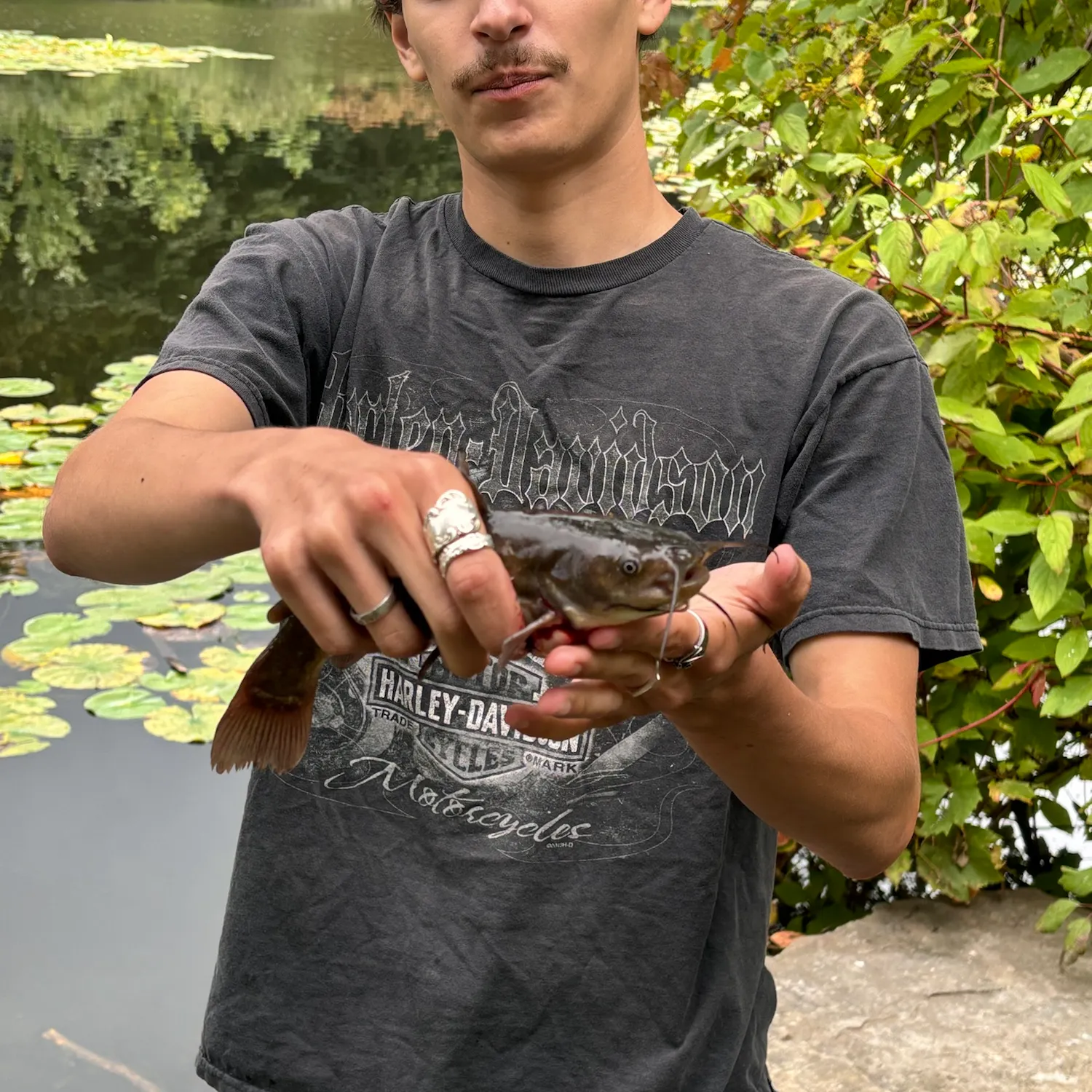 Black bullhead caught on Fishbrain