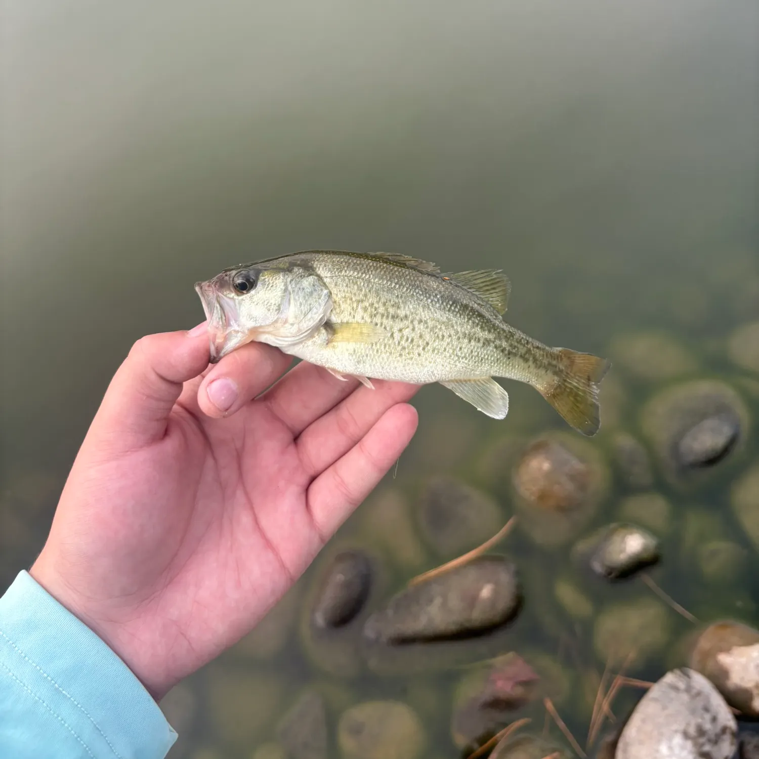 Spotted bass caught on Fishbrain