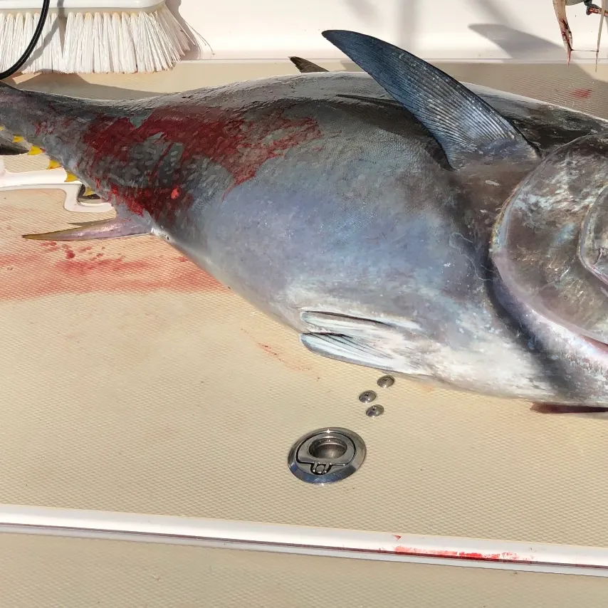 Atlantic bluefin tuna caught on Fishbrain