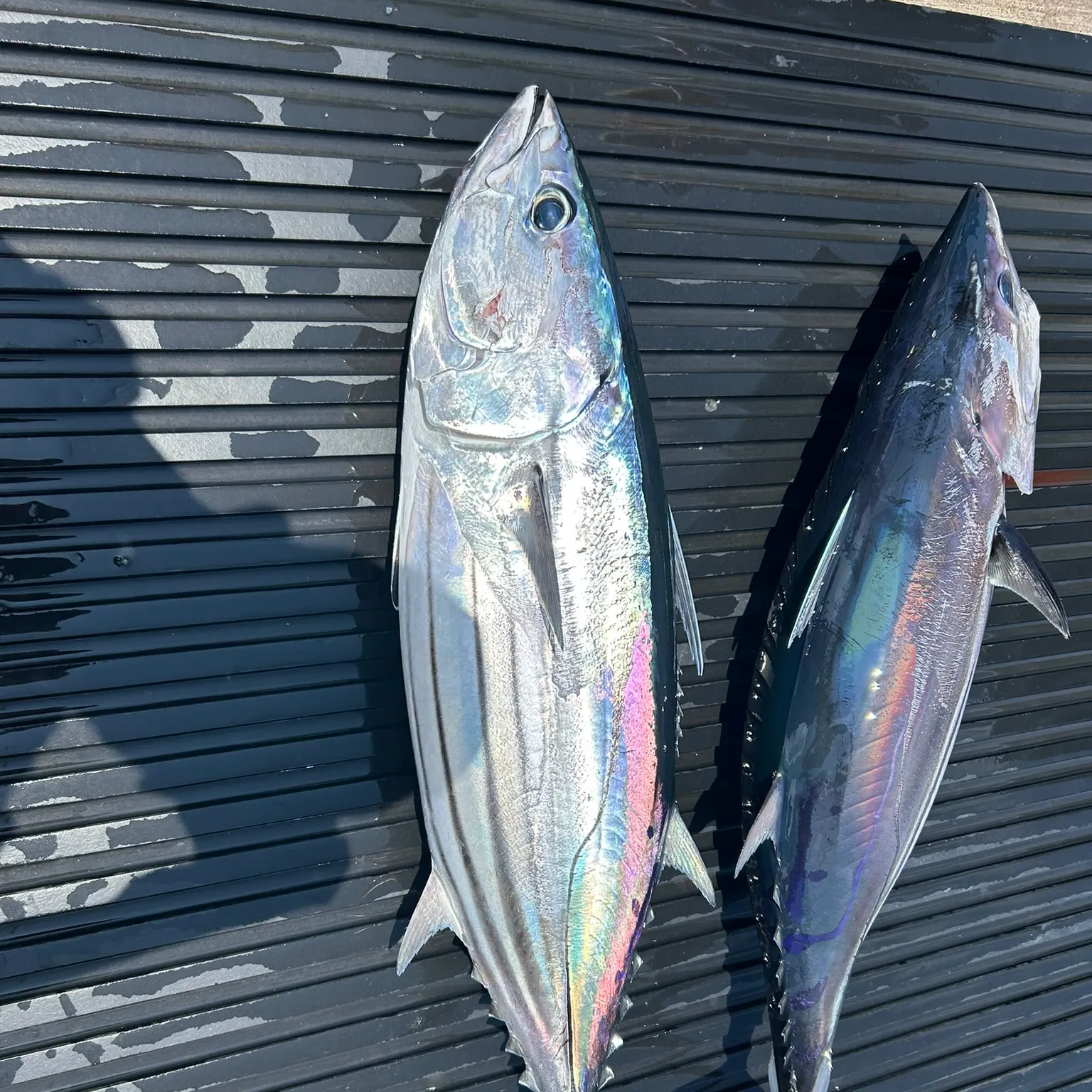 The most recent Skipjack tuna catches on Fishbrain