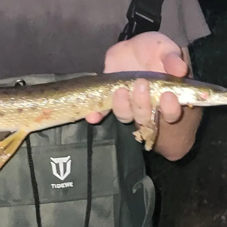 Longnose gar caught on Fishbrain