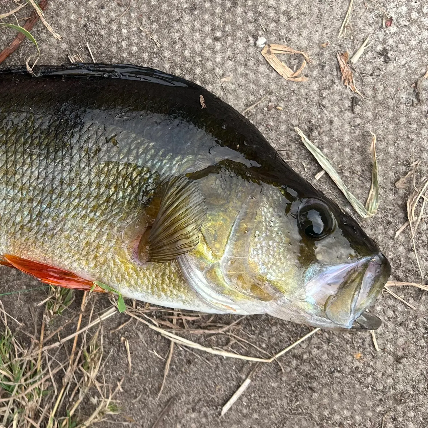 European perch caught on Fishbrain