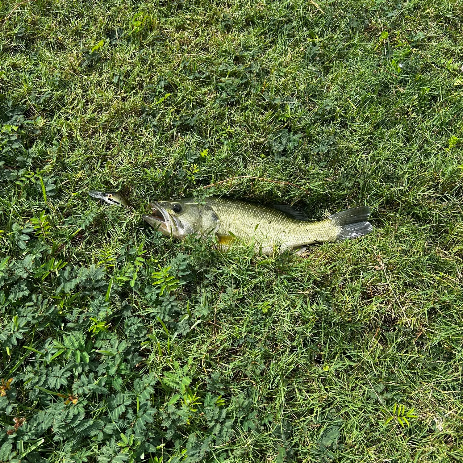 Largemouth bass caught on Fishbrain