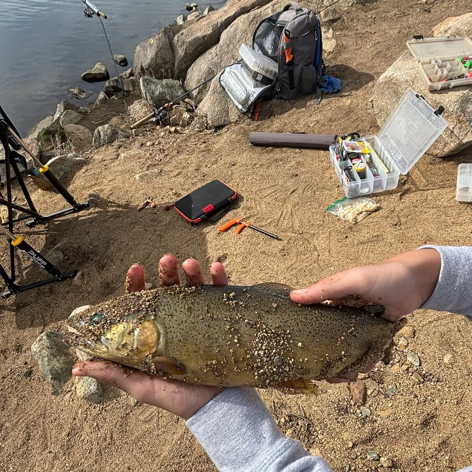 The most recent Gila trout catches on Fishbrain