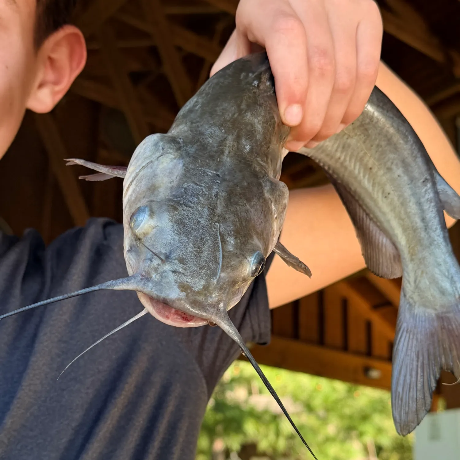 Channel catfish caught on Fishbrain