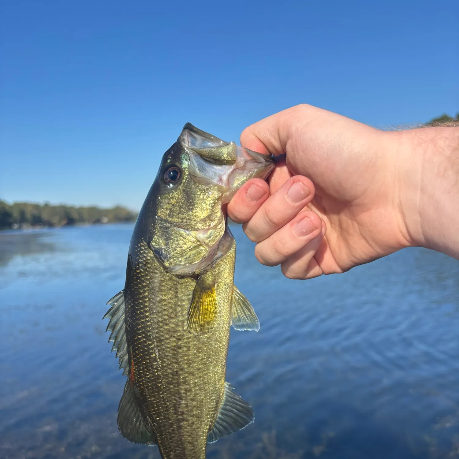 Largemouth bass caught on Fishbrain