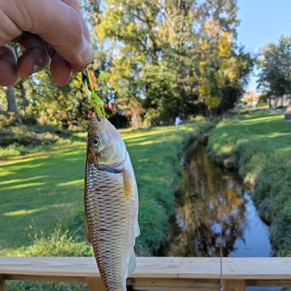 Striped shiner caught on Fishbrain