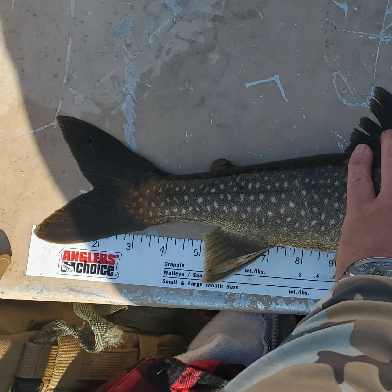 recently logged catches