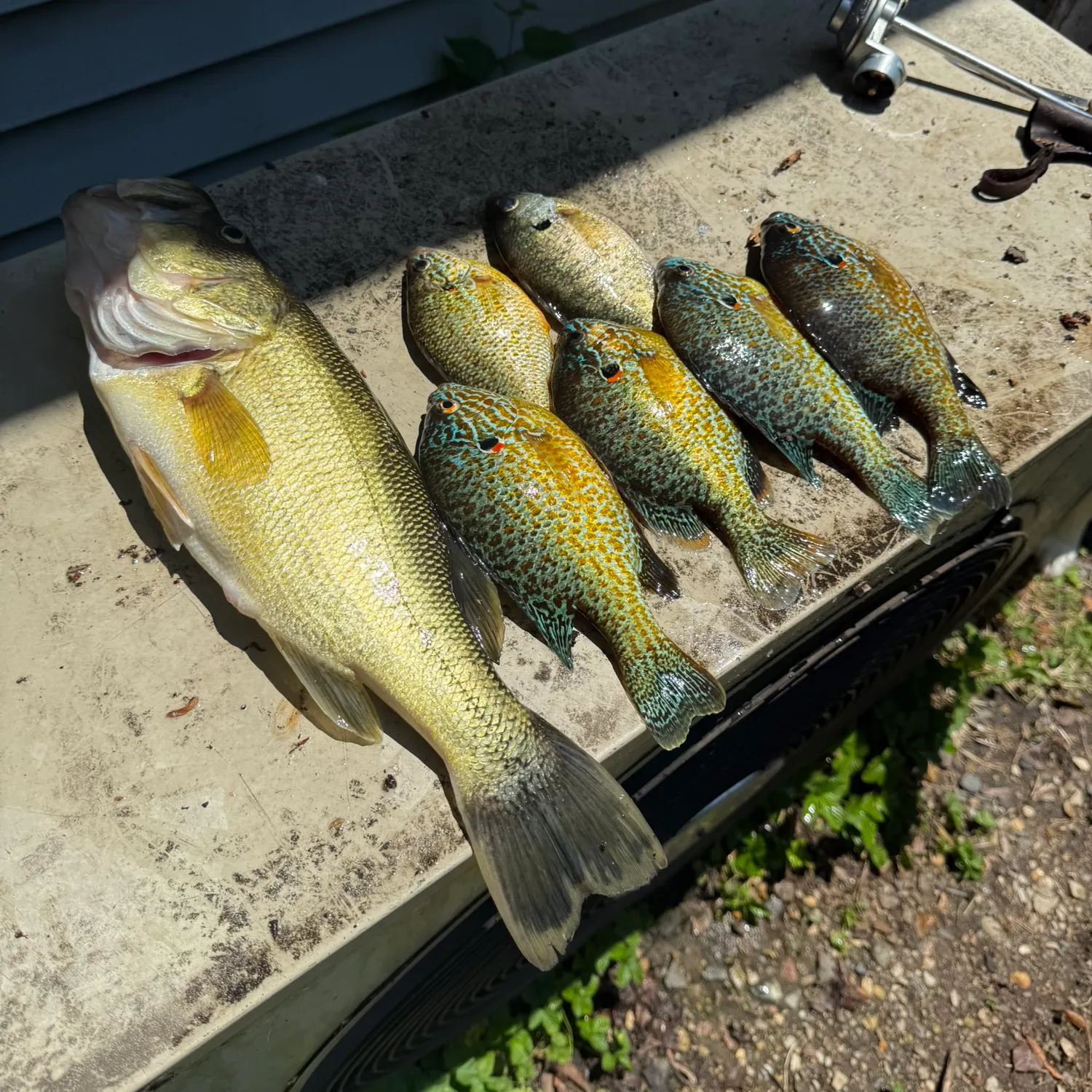 recently logged catches
