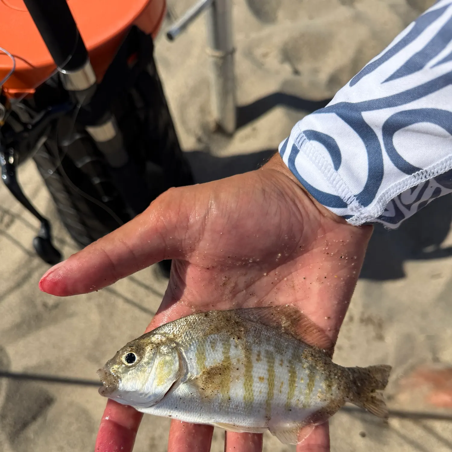 Barred surfperch caught on Fishbrain