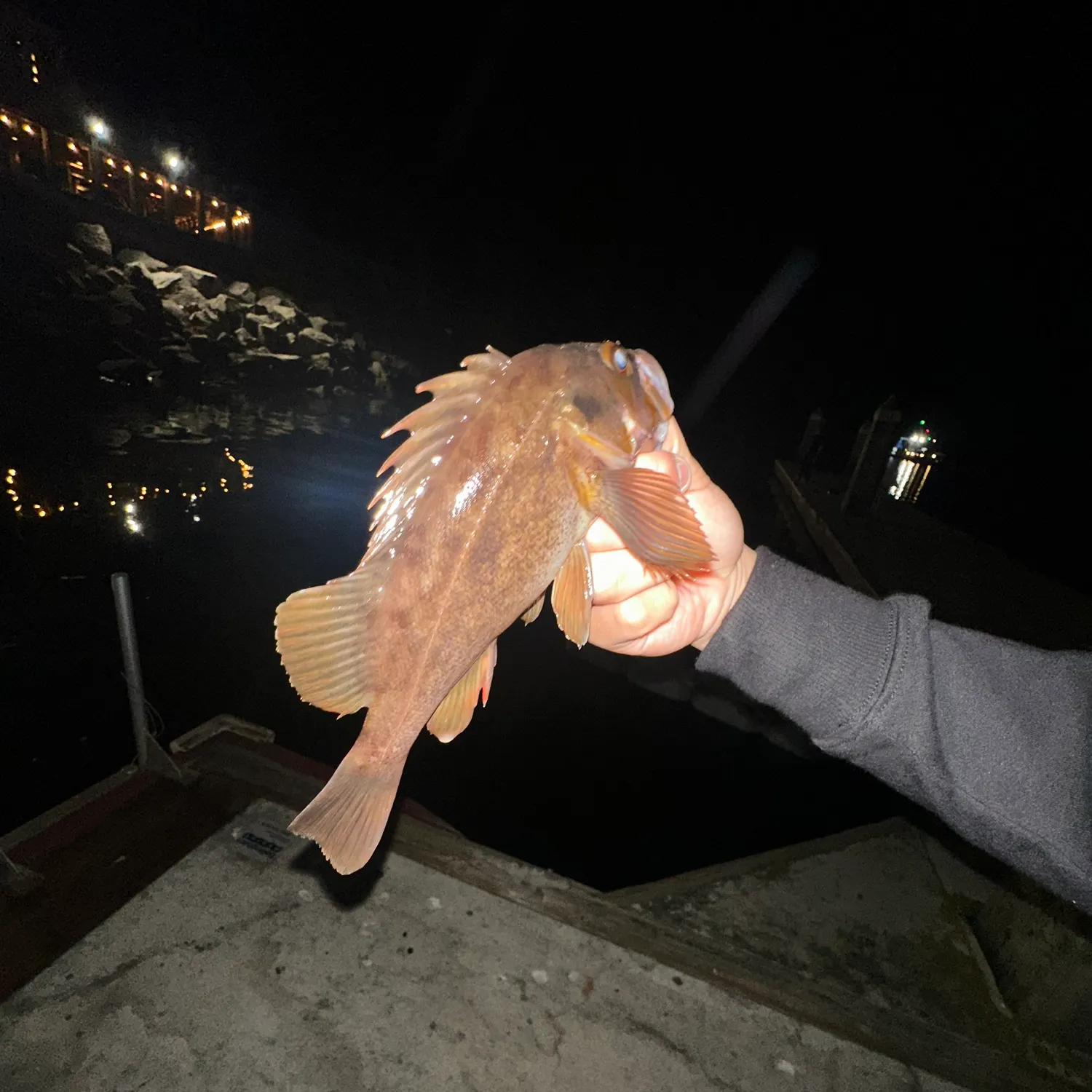 The most recent Copper rockfish catches on Fishbrain