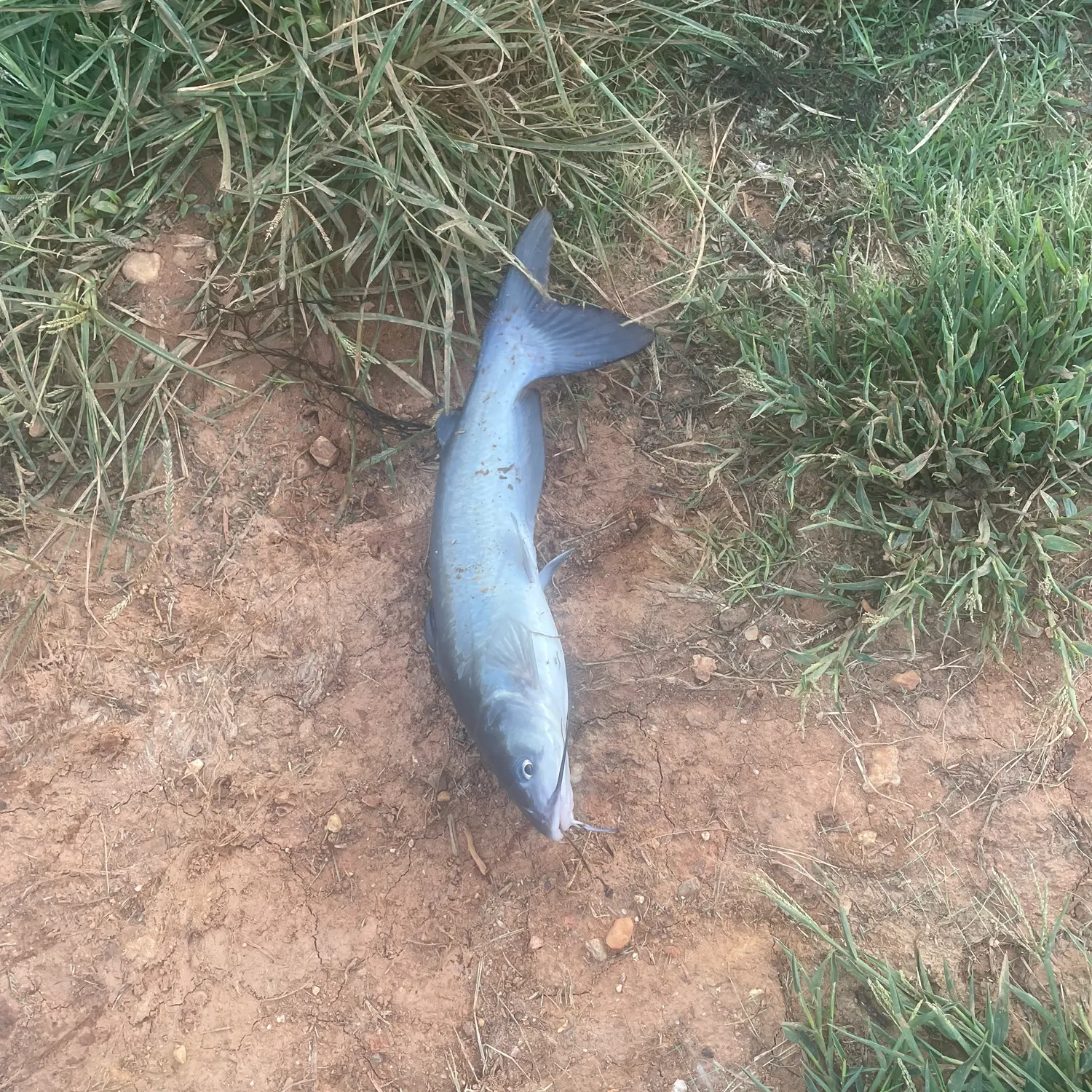 Channel catfish caught on Fishbrain