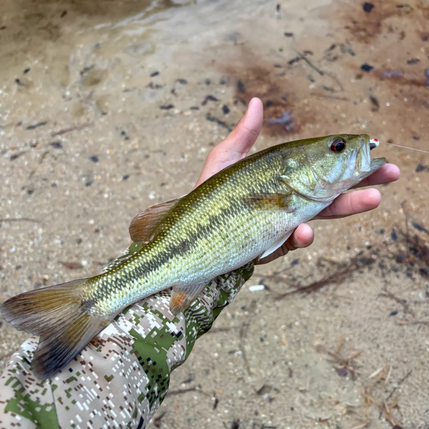 The most recent Choctaw bass catches on Fishbrain