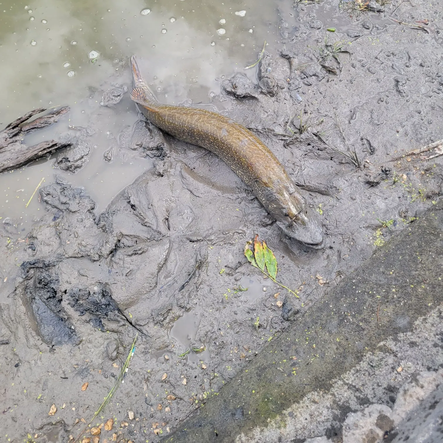 Northern pike caught on Fishbrain