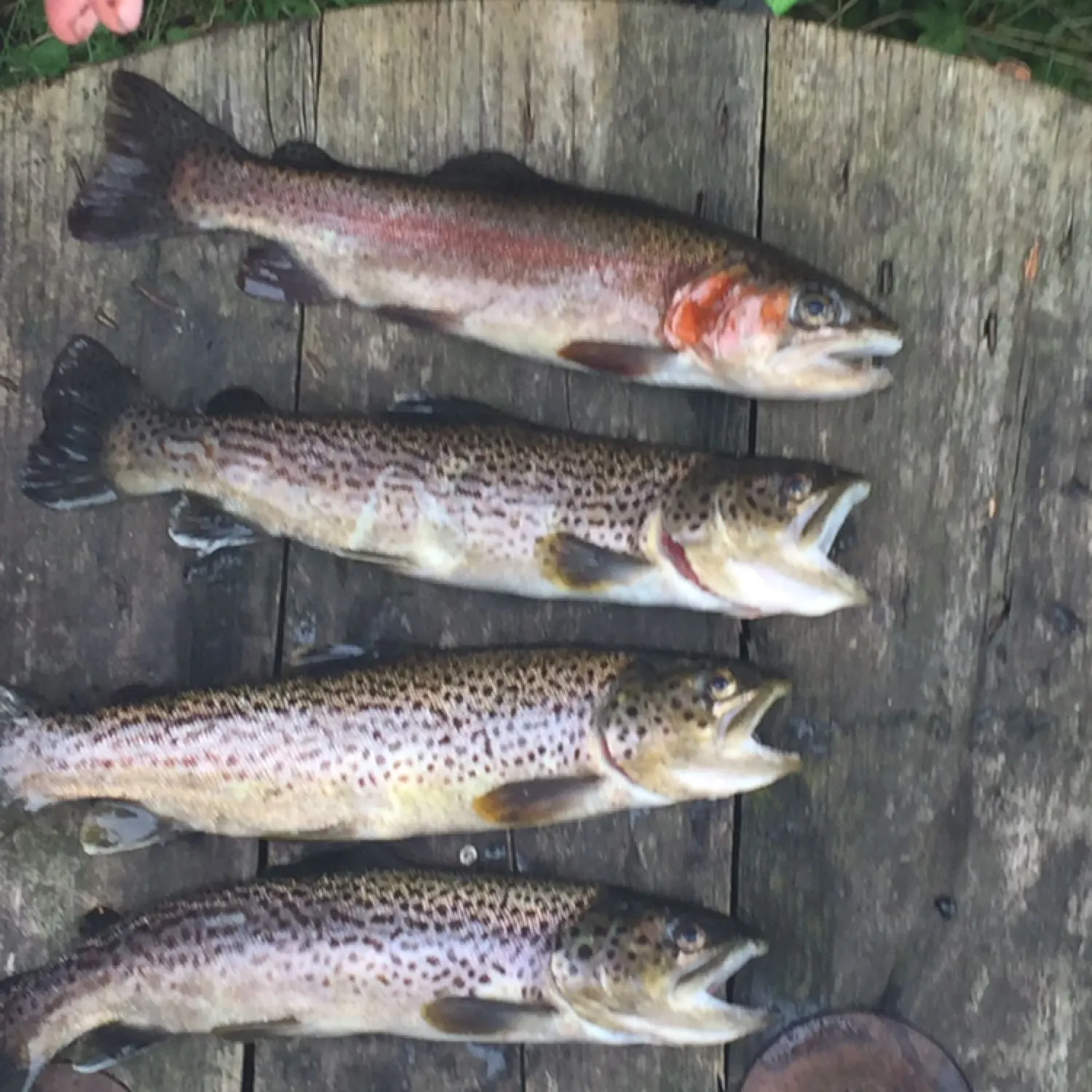 recently logged catches