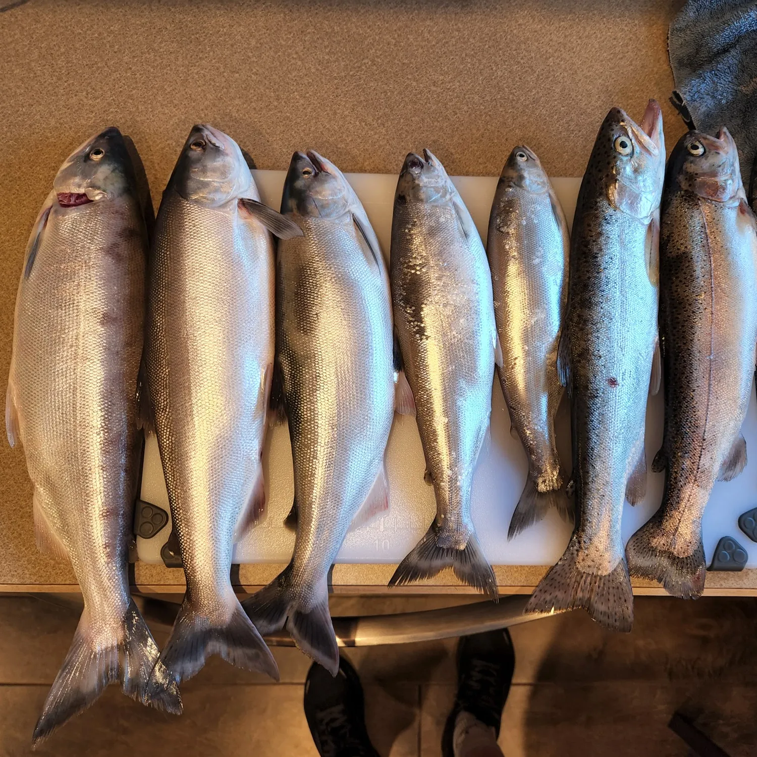 recently logged catches