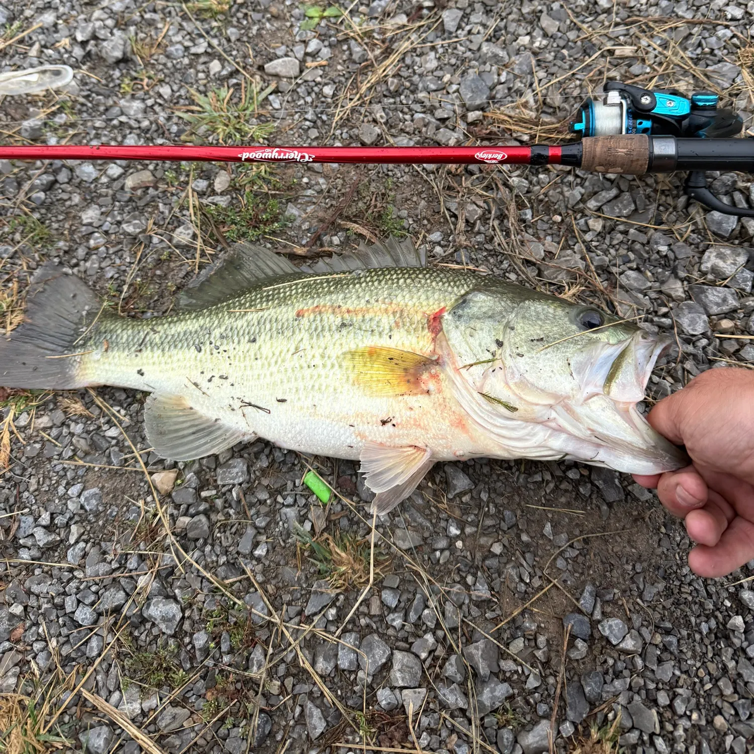 Largemouth bass caught on Fishbrain