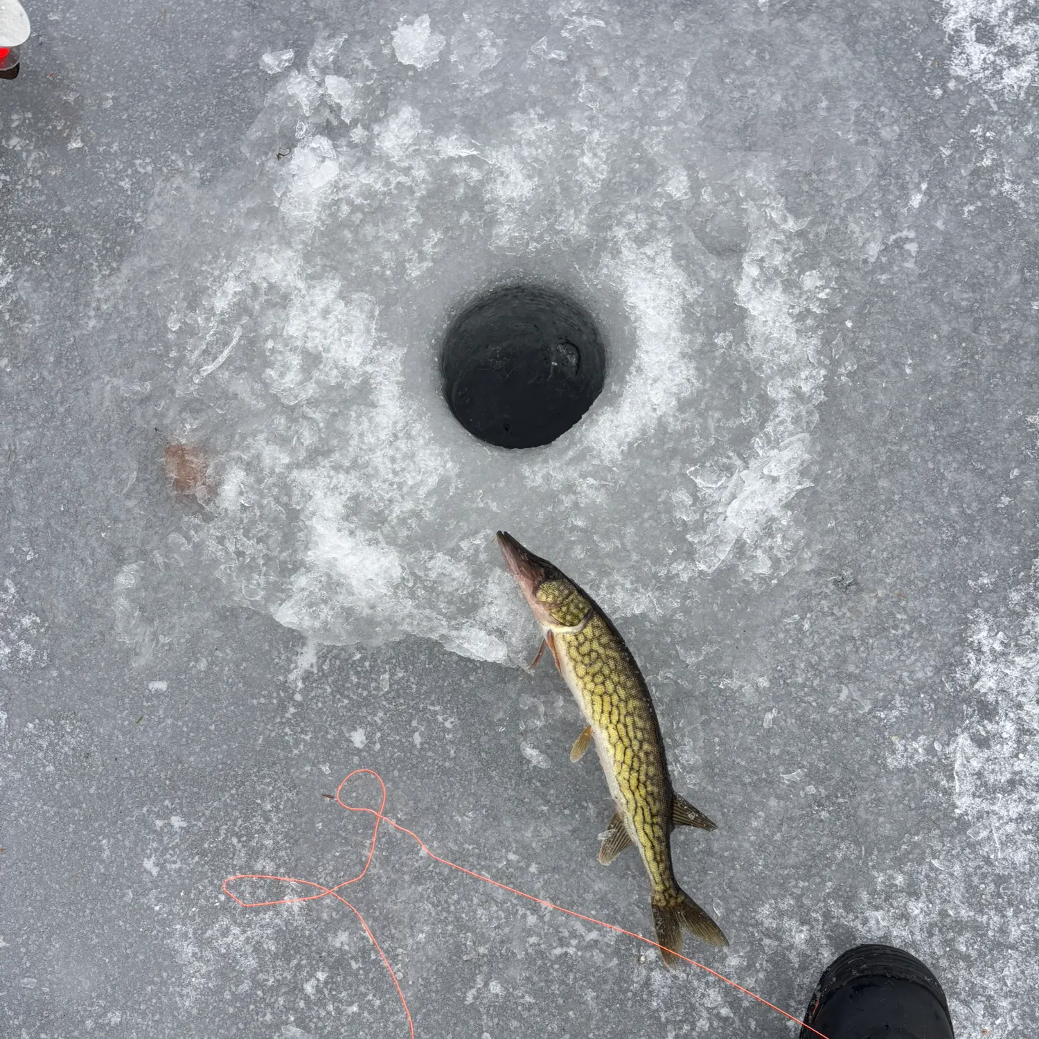 The most recent Chain pickerel catches on Fishbrain