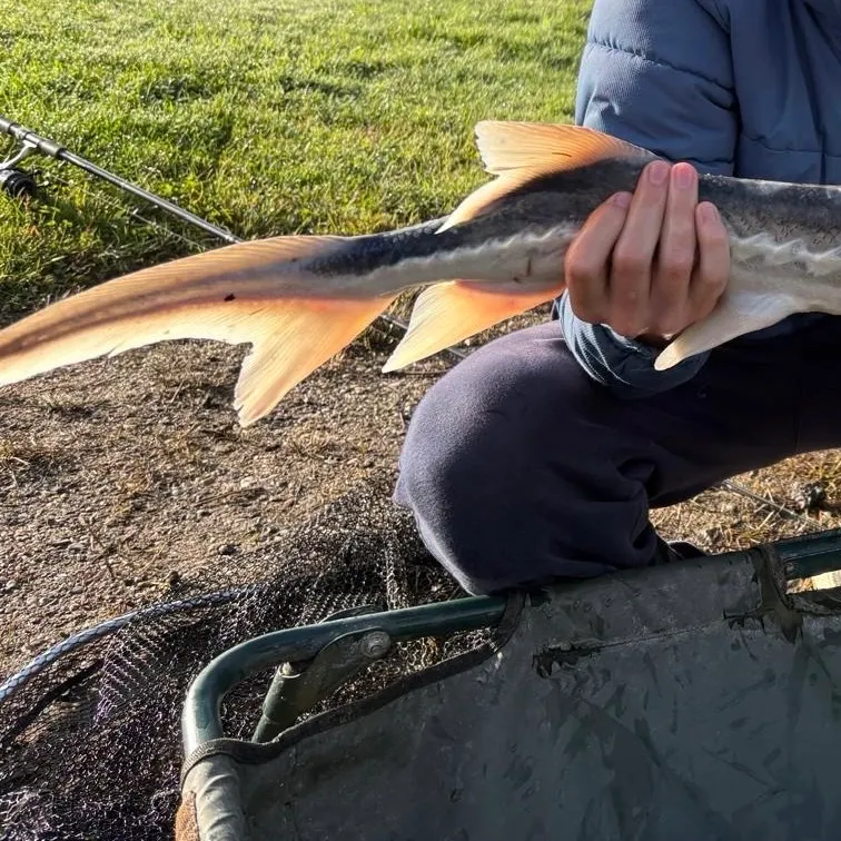 White sturgeon caught on Fishbrain