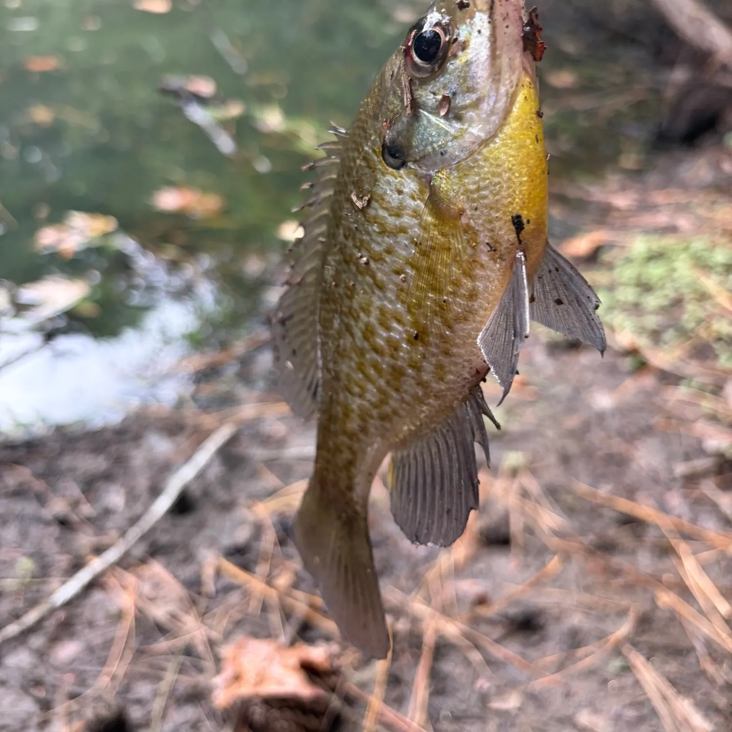Warmouth caught on Fishbrain