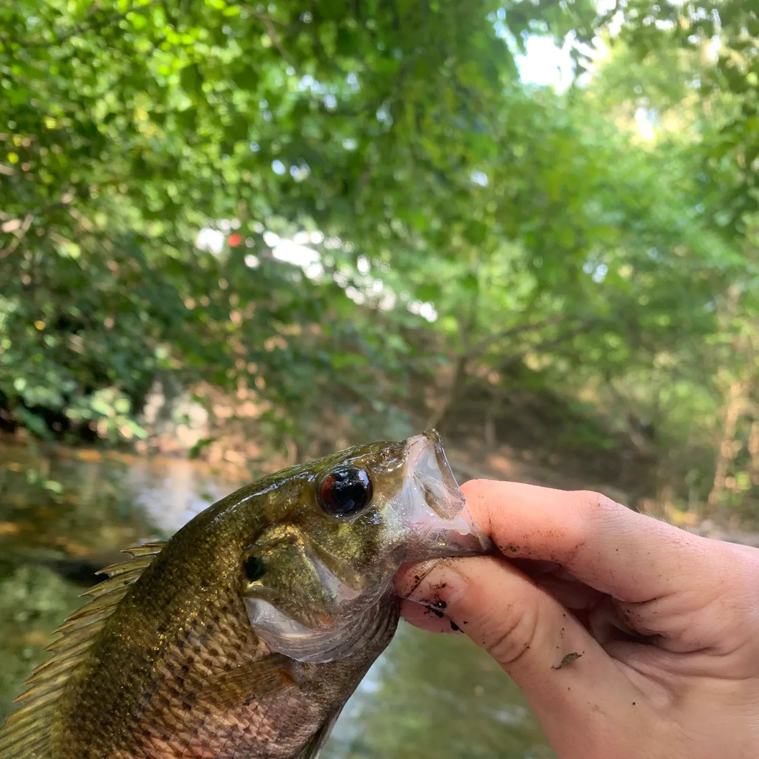 Rock bass caught on Fishbrain