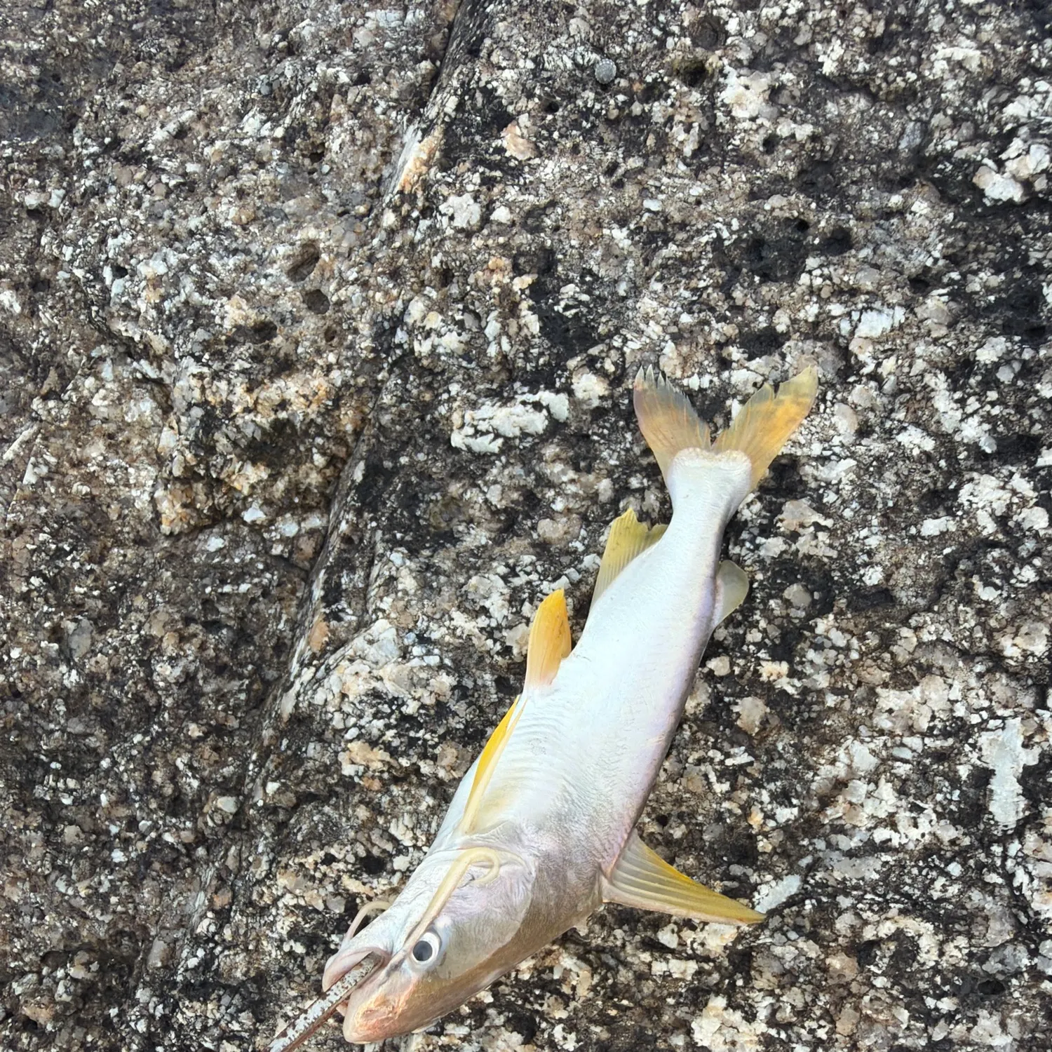 Fish caught on Fishbrain
