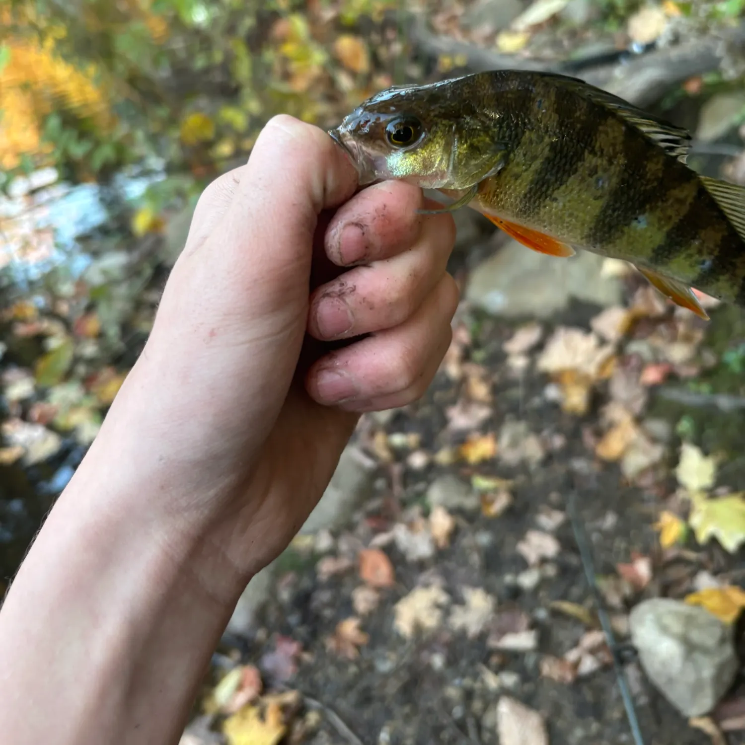 Yellow perch caught on Fishbrain