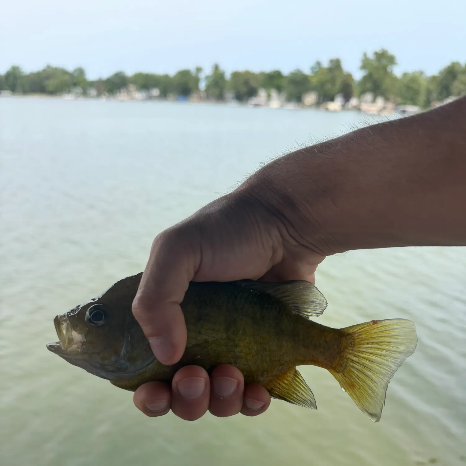 Bluegill caught on Fishbrain