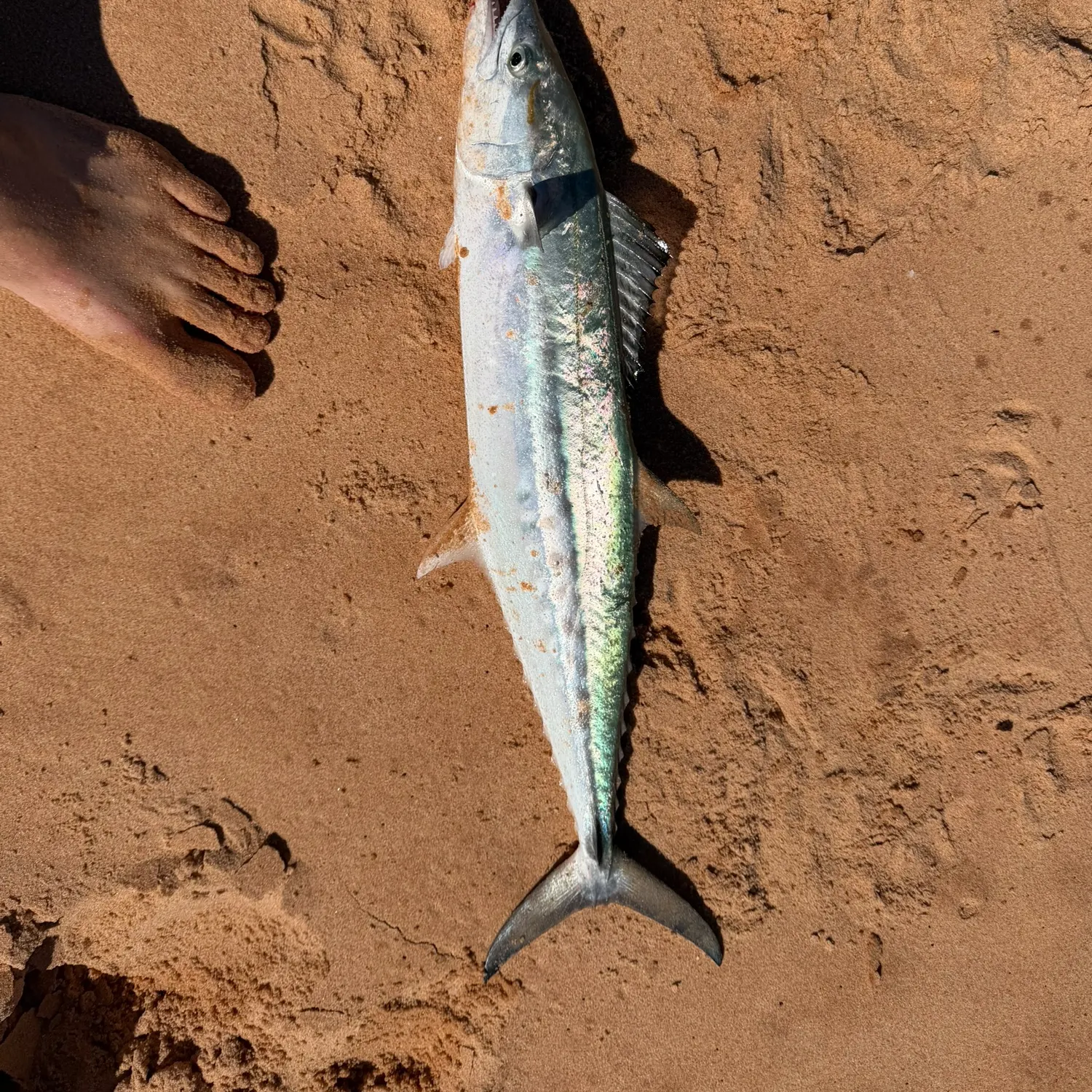 Pacific chub mackerel caught on Fishbrain