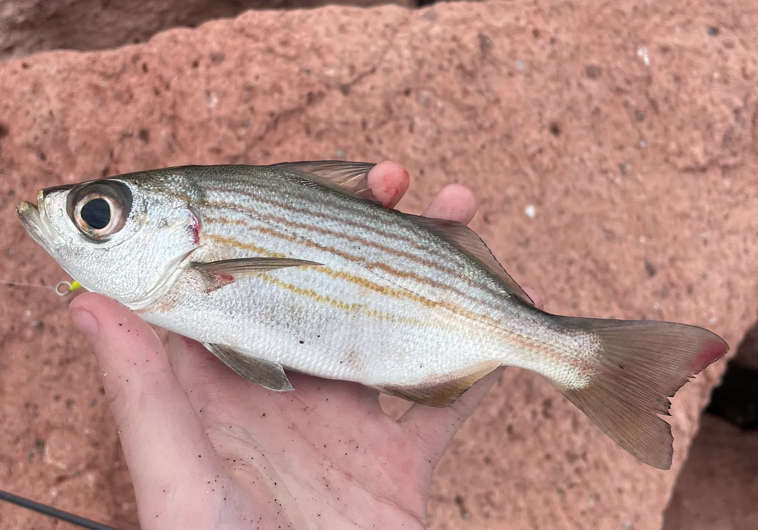 Salema porgy