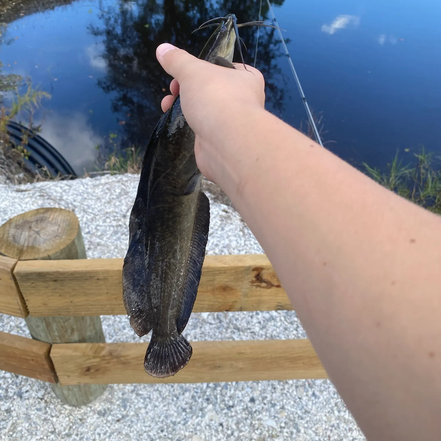 Walking catfish caught on Fishbrain