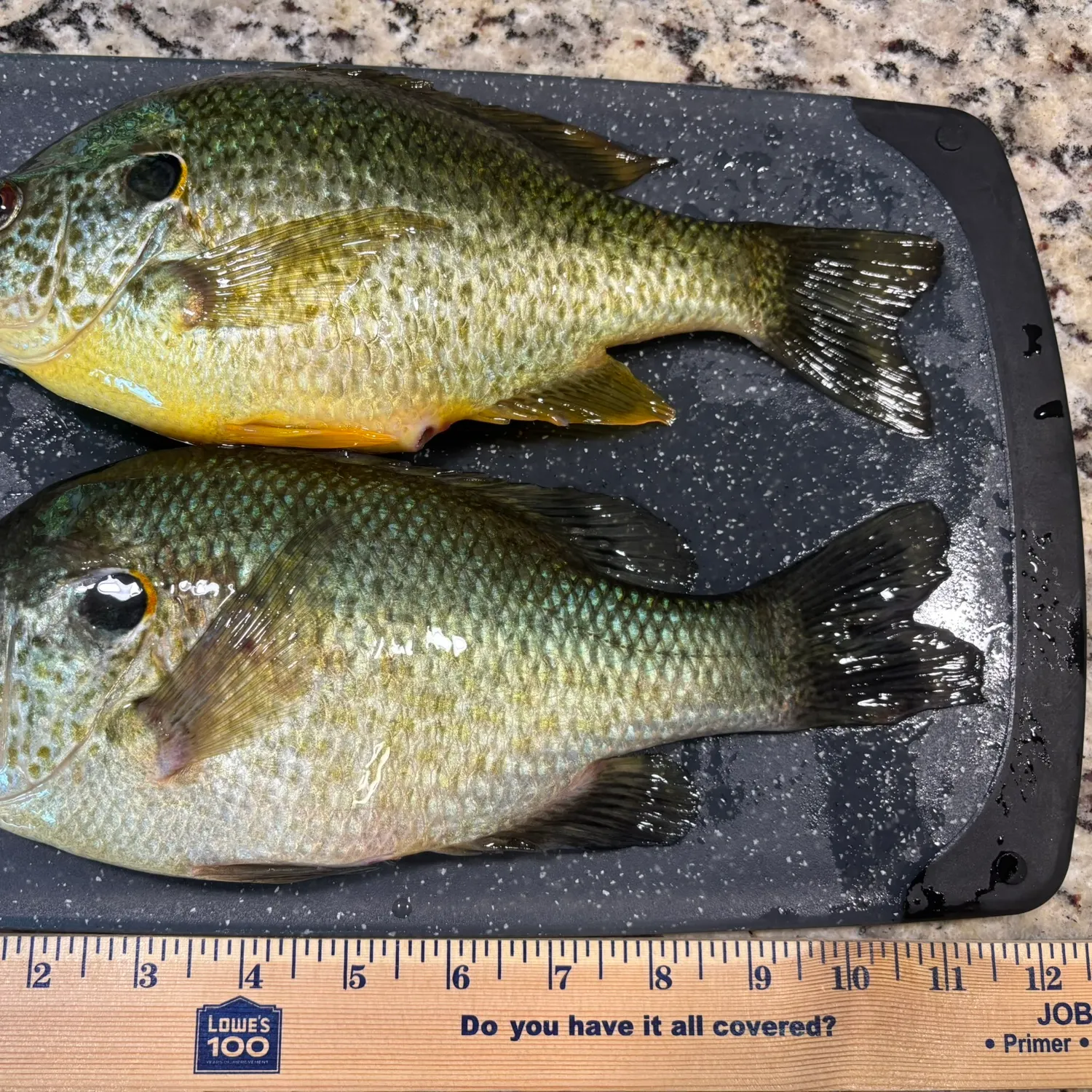 recently logged catches