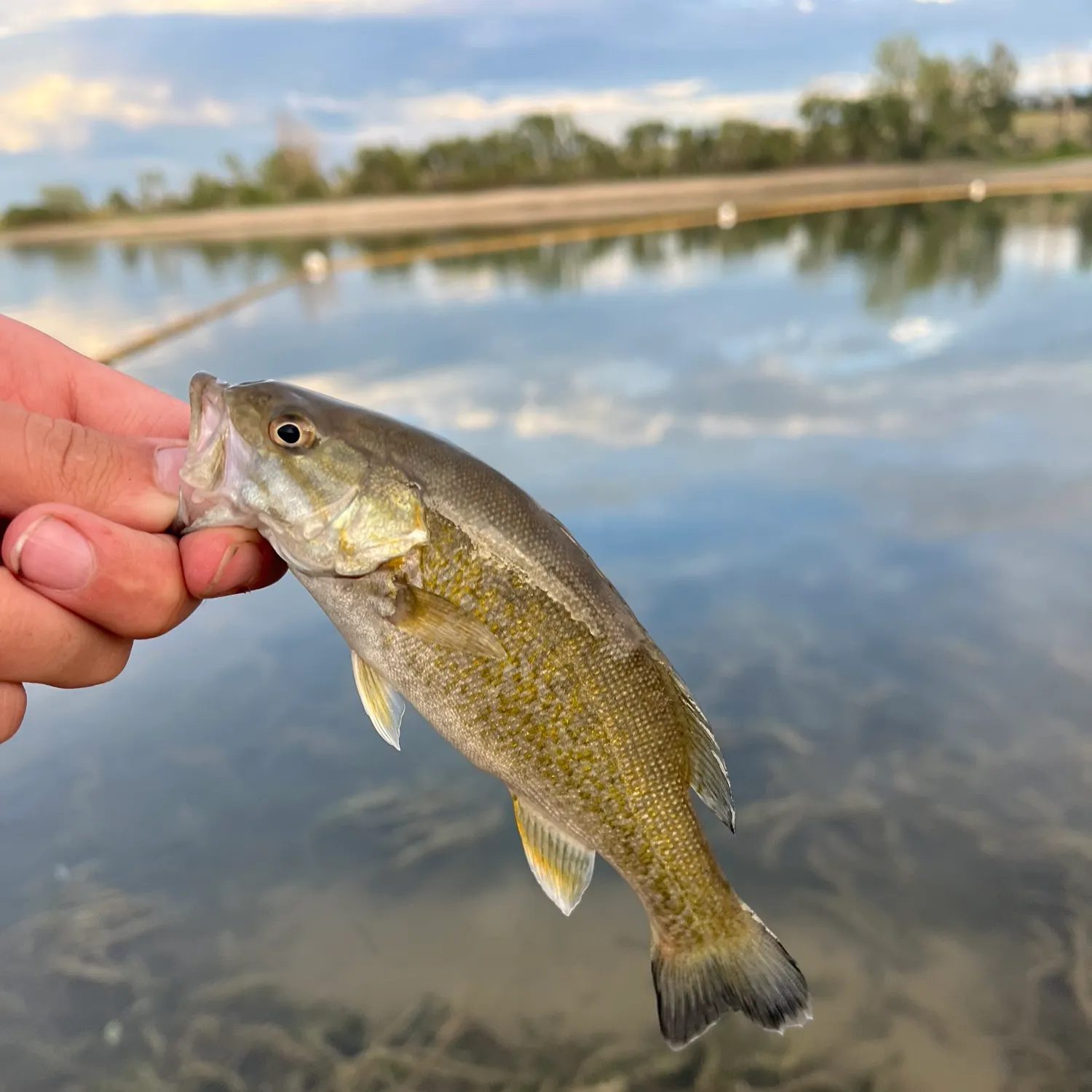 Smallmouth bass caught on Fishbrain