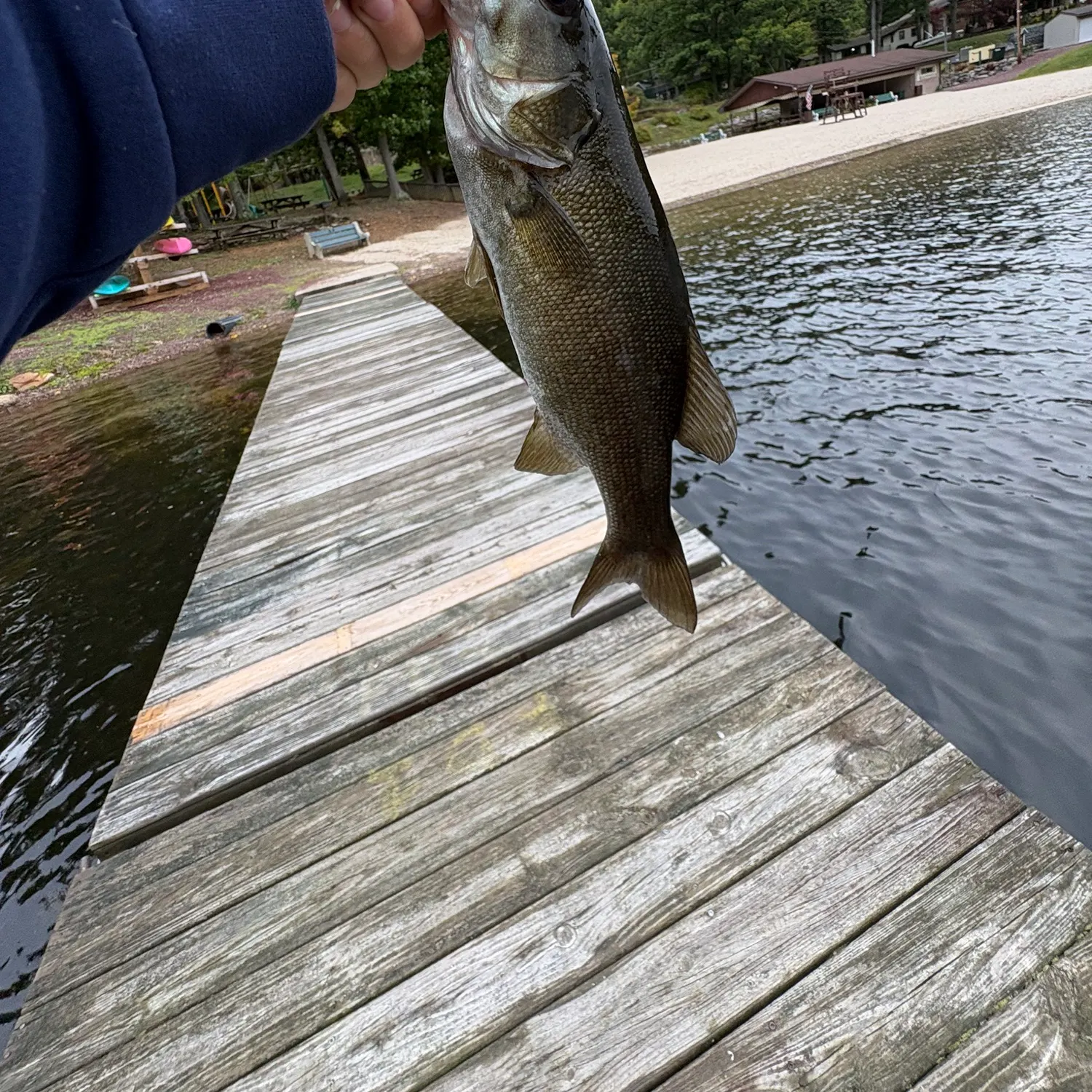 Smallmouth bass caught on Fishbrain