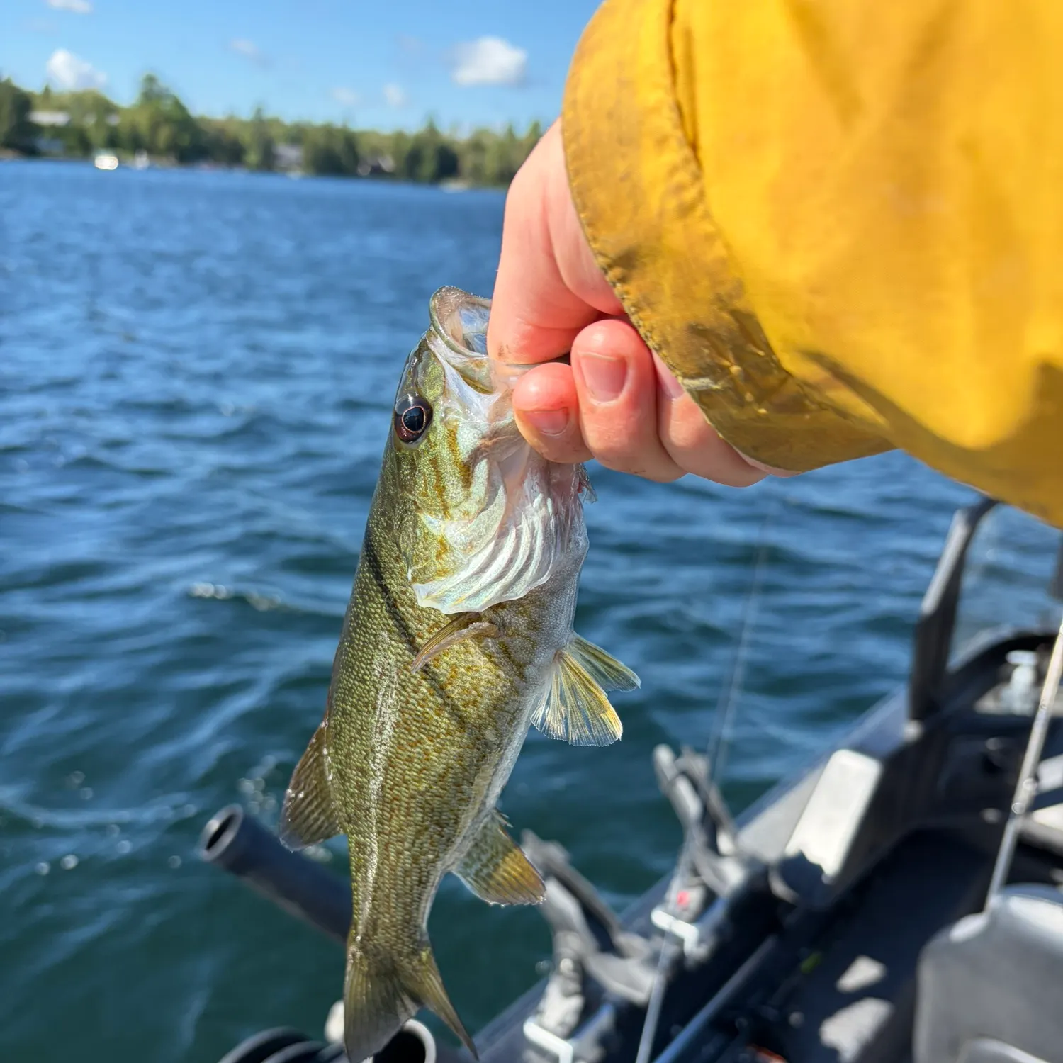 Smallmouth bass caught on Fishbrain