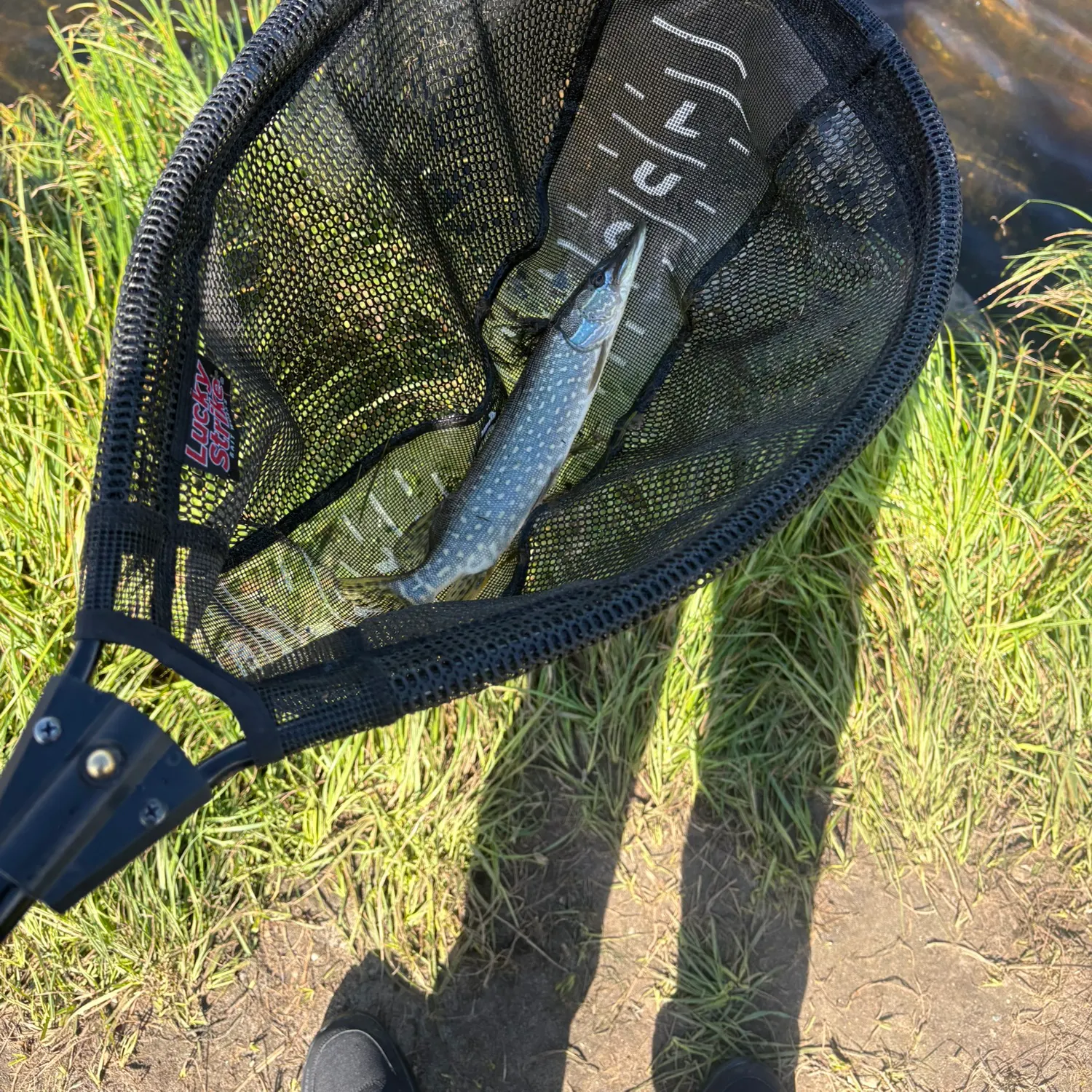 Northern pike caught on Fishbrain
