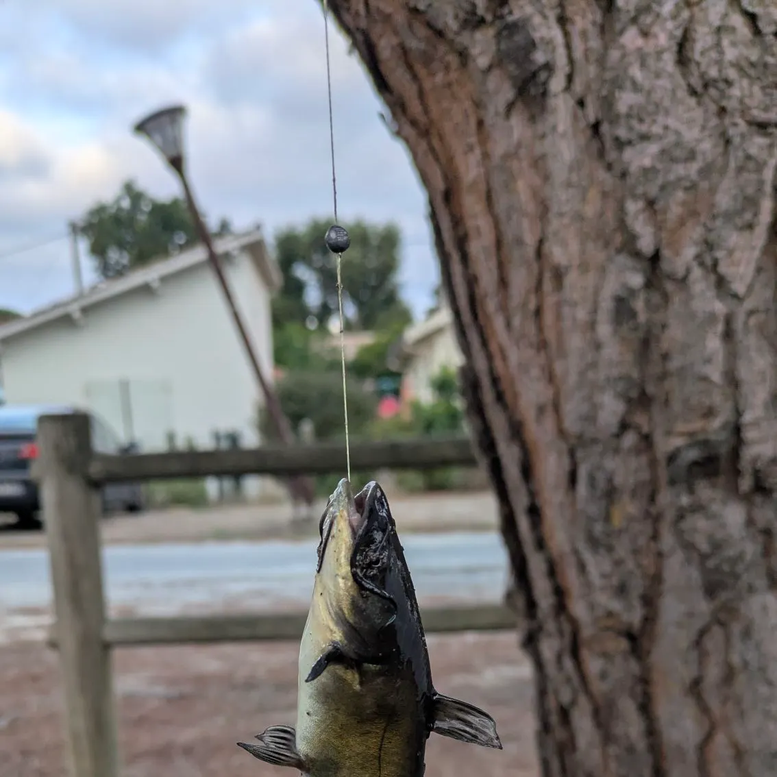 The most recent Black bullhead catches on Fishbrain