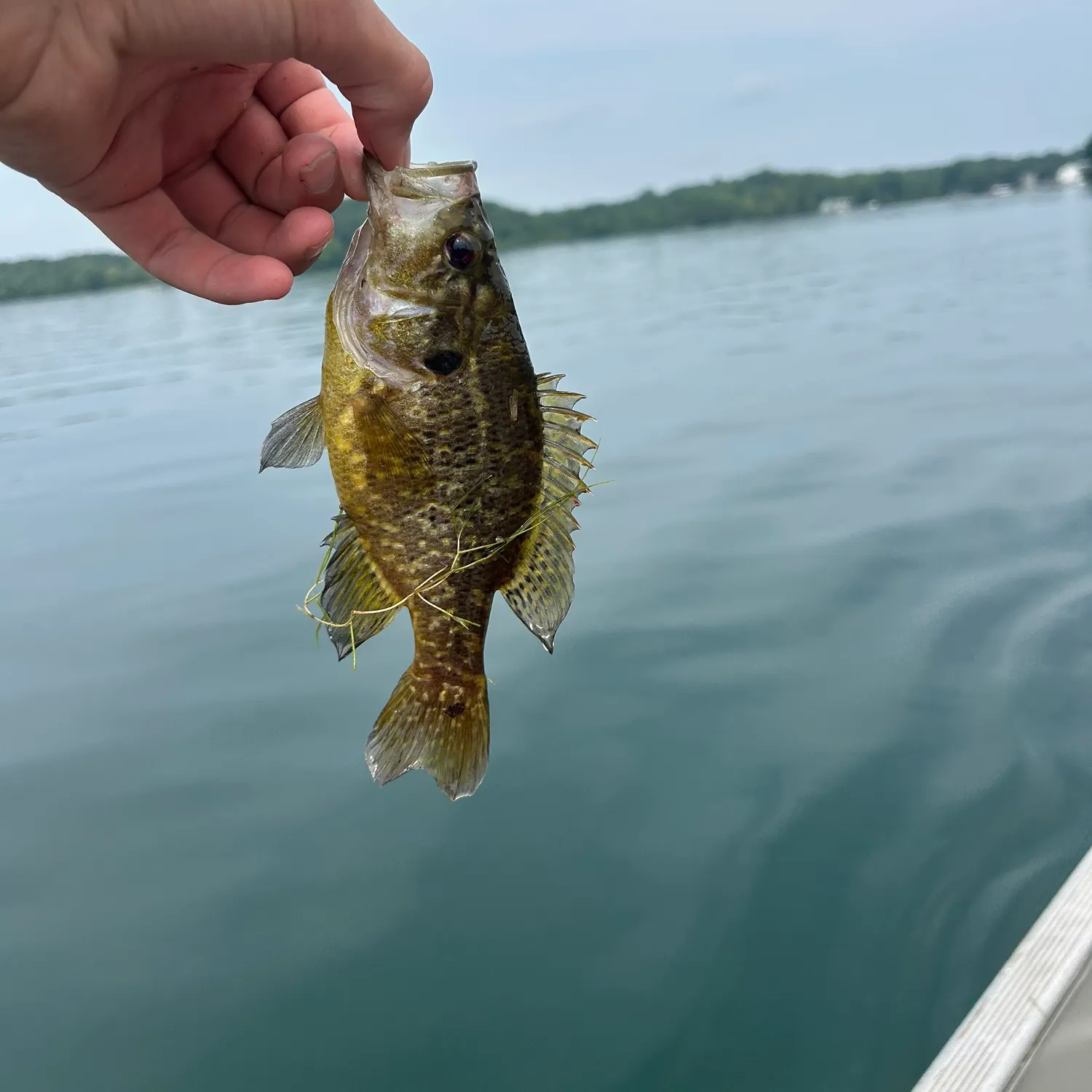 The most recent Warmouth catches on Fishbrain