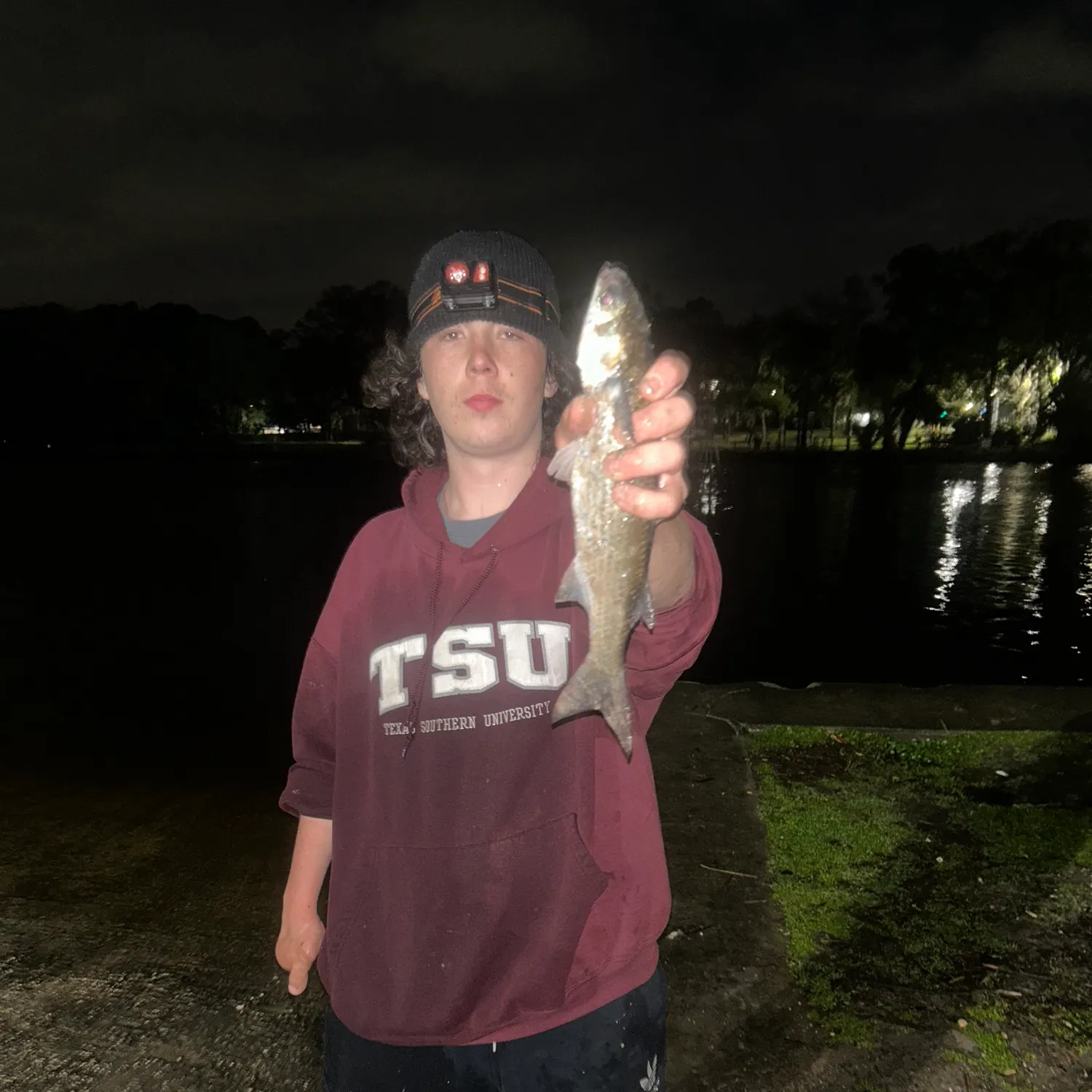 The most recent Golden grey mullet catches on Fishbrain