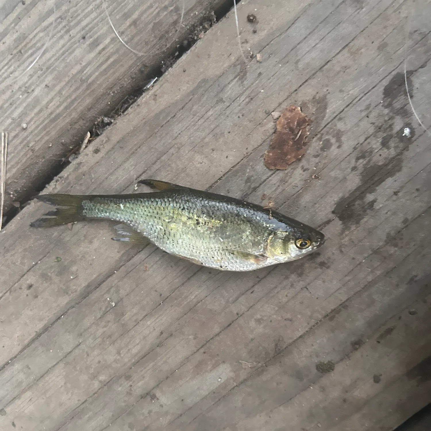 American gizzard shad caught on Fishbrain