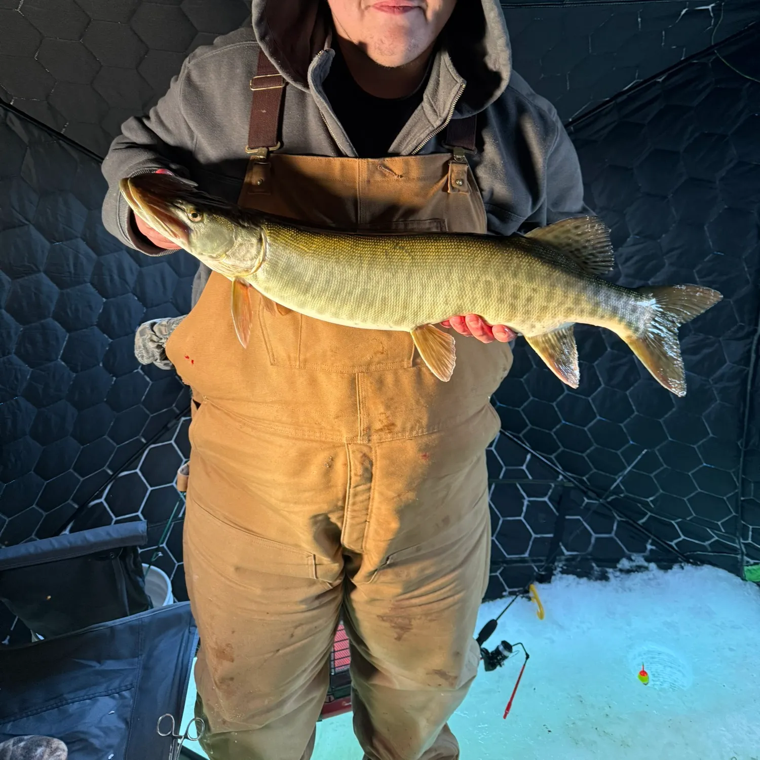 The most recent Muskellunge catches on Fishbrain