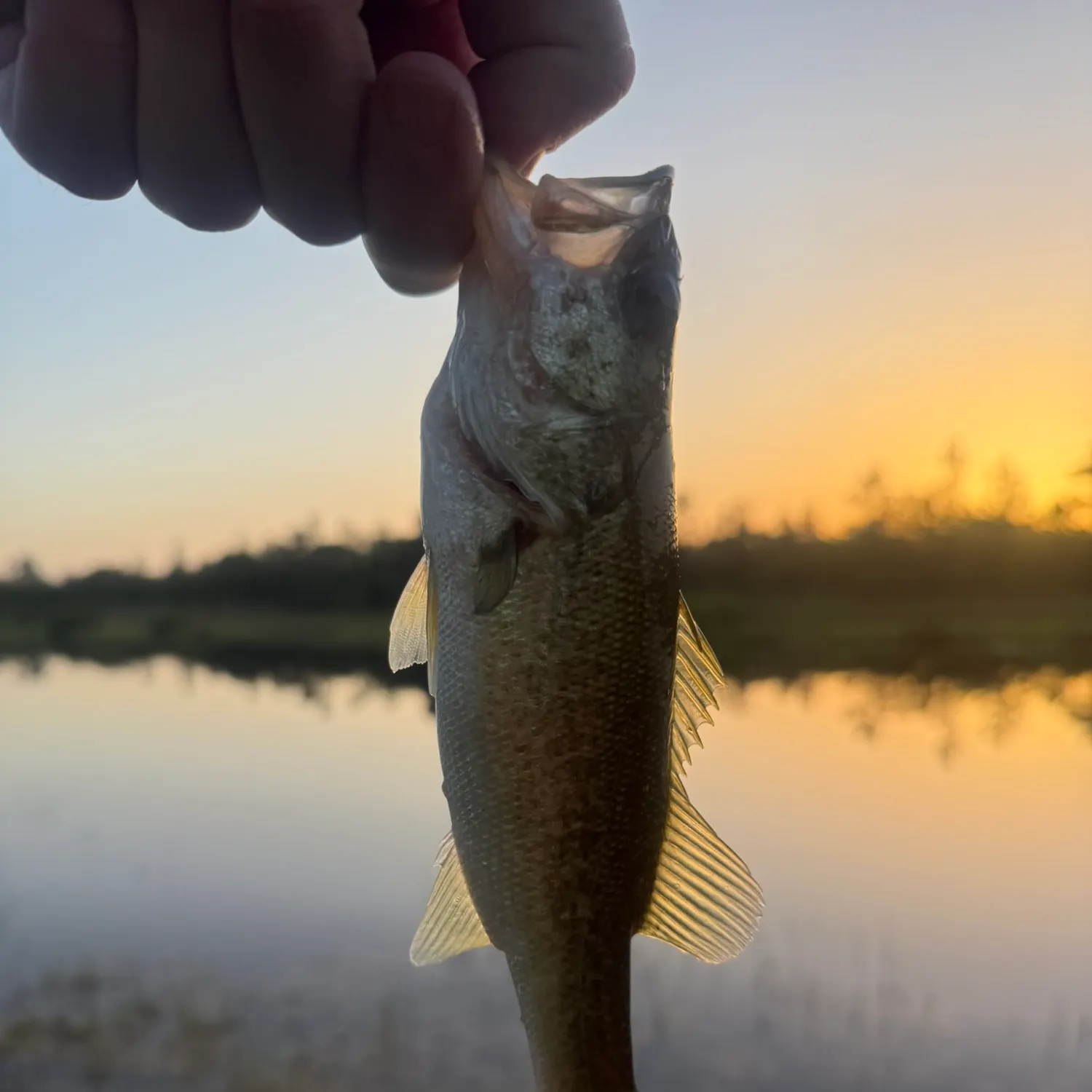 The most recent Florida bass catches on Fishbrain