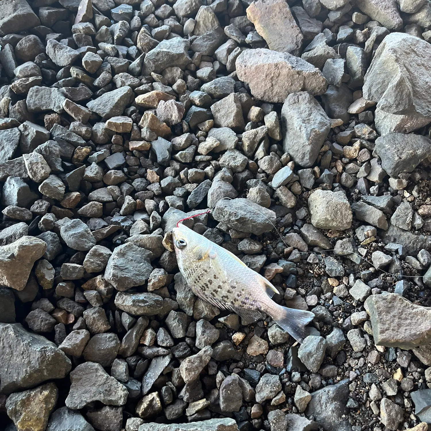 The most recent Javelin grunter catches on Fishbrain