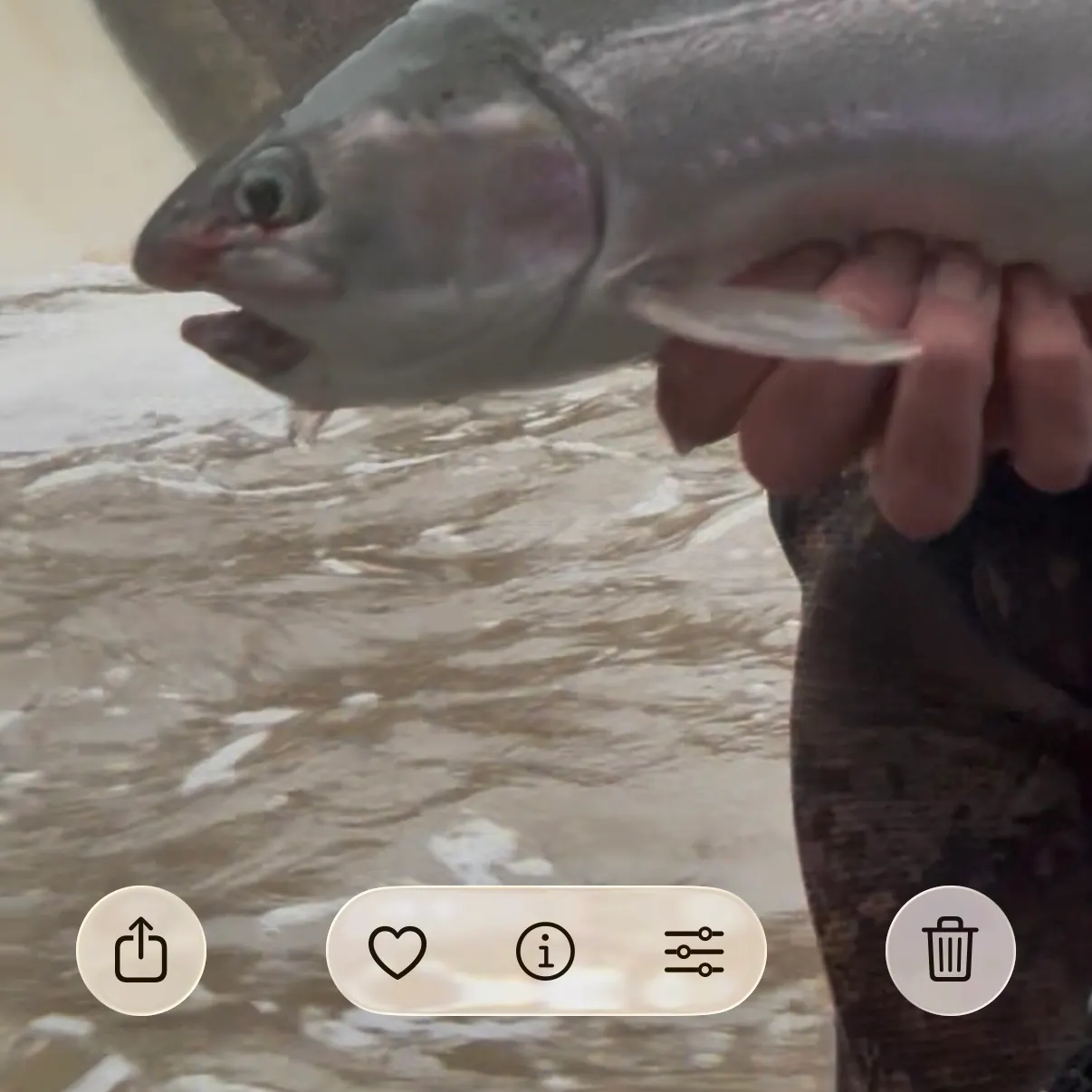 recently logged catches