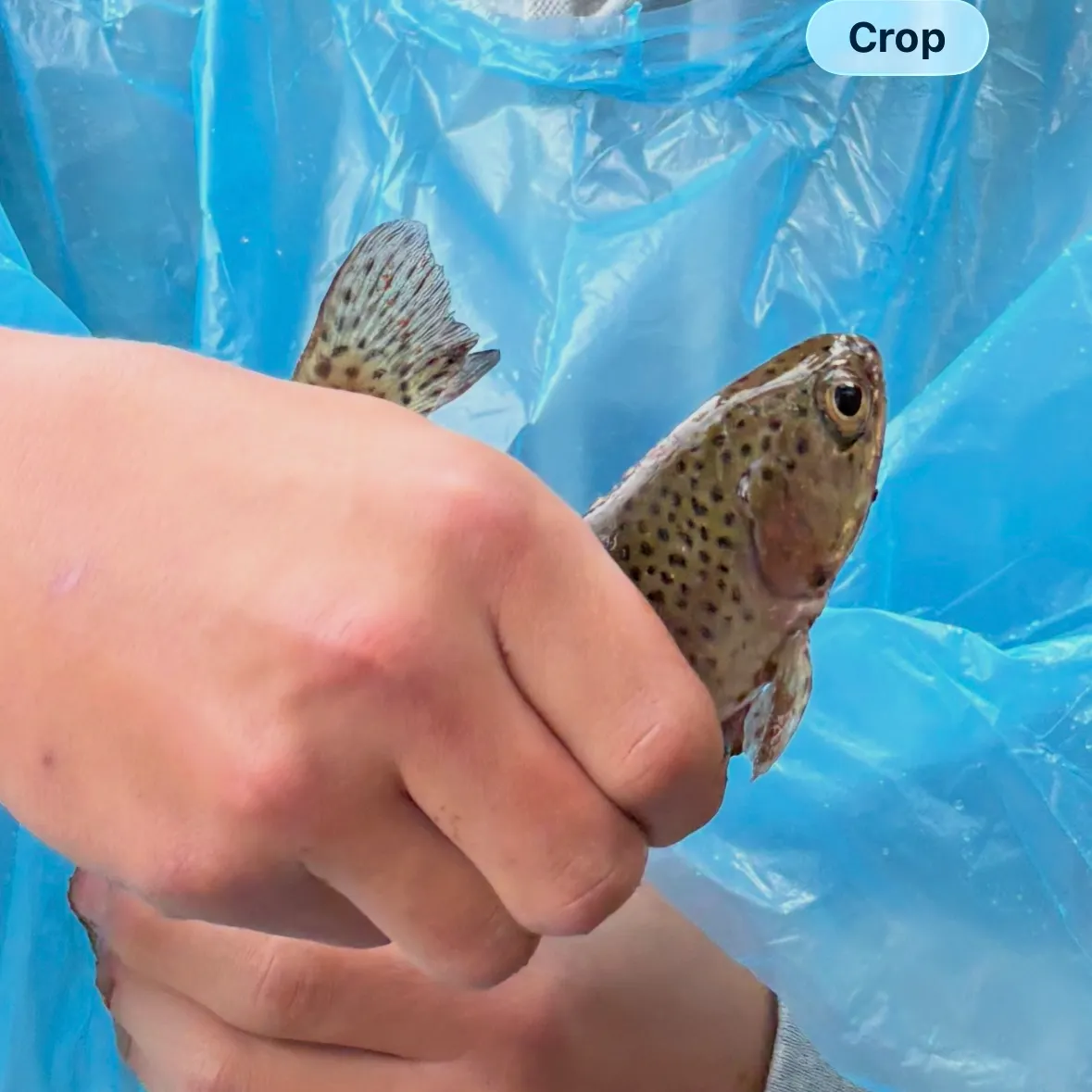 Rainbow trout caught on Fishbrain