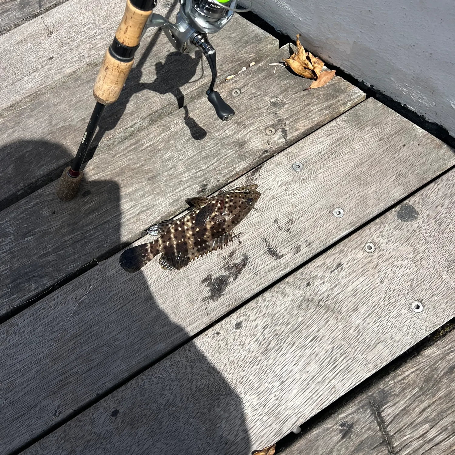 The most recent Orange-spotted grouper catches on Fishbrain