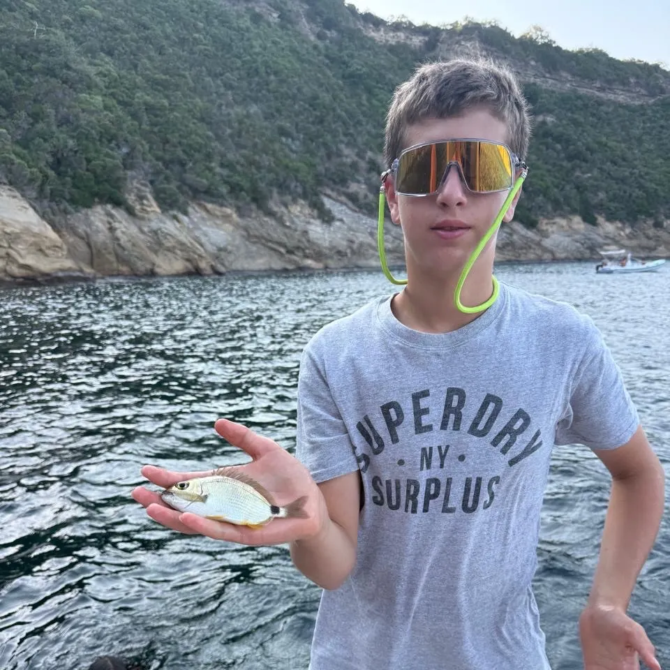 White seabream caught on Fishbrain