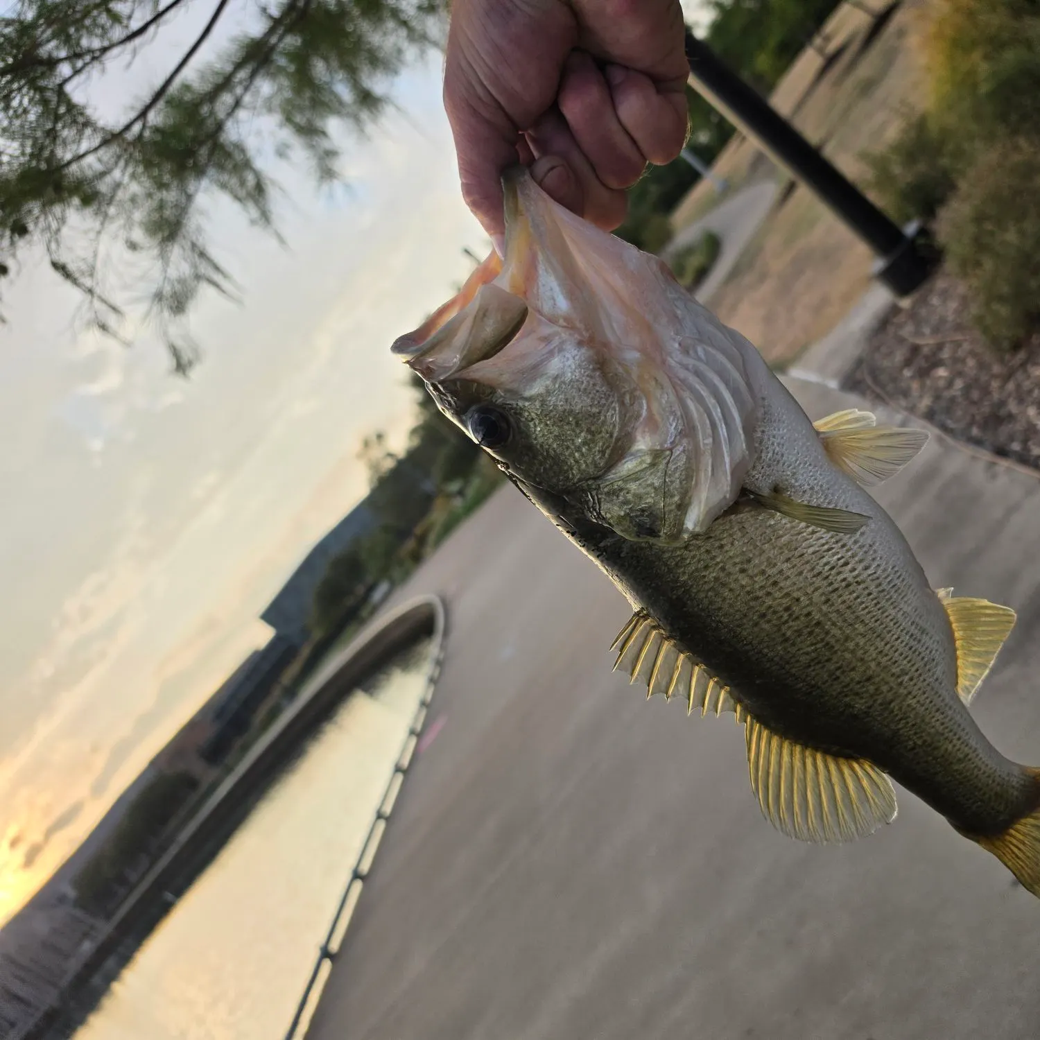 catch